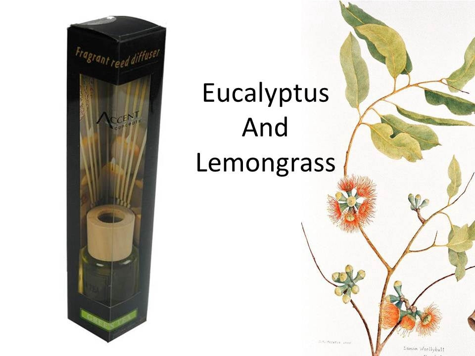 bulk 24 Scented Oil Diffuser Lemongrass Eucalyptus 50ml 8 Rat Sticks