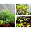 Green Fingers Grow Tent 60x60x90cm Hydroponics Indoor Plant Kit