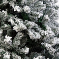 Christabelle 1.5m Christmas Tree Snow Tips 550 Artificial