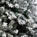 Christabelle Artificial Christmas Tree 2.4m Snow-Tipped 1500
