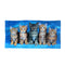 Curious Kittens Cotton Beach Towel