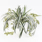 Artificial Faux Hanging Spider Plant Bush 60cm