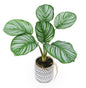 Artificial Calathea in Cement Pot 31cm