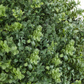 Artificial Boxwood Topiary Trees 559mm 2 Set Faux Plants Outdoor Indoor