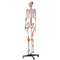 Human Skeleton Model for Anatomy, 182 cm Life Size, Accurate PVC Anatomy Skeleton Model with Ligaments, Movable Arms, Legs & Jaw, with Muscle Origin & Insertion Points, for Professional Teaching