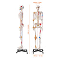 Human Skeleton Model for Anatomy, 182 cm Life Size, Accurate PVC Anatomy Skeleton Model with Ligaments, Movable Arms, Legs & Jaw, with Muscle Origin & Insertion Points, for Professional Teaching