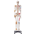 Skeleton Model 182cm Life Size Anatomy Movable Ligaments Jaw