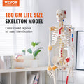 Skeleton Model 182cm Life Size Anatomy Movable Ligaments Jaw