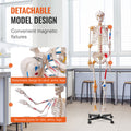 Skeleton Model 182cm Life Size Anatomy Movable Ligaments Jaw
