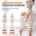 Skeleton Model 182cm Life Size Anatomy Movable Ligaments Jaw