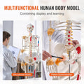 Skeleton Model 182cm Life Size Anatomy Movable Ligaments Jaw