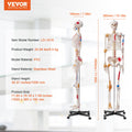 Skeleton Model 182cm Life Size Anatomy Movable Ligaments Jaw