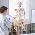 Skeleton Model 182cm Life Size Anatomy Movable Ligaments Jaw