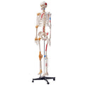 Skeleton Model 182cm Life Size Anatomy Movable Ligaments Jaw