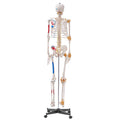Skeleton Model 182cm Life Size Anatomy Movable Ligaments Jaw