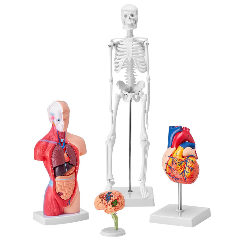 Anatomy Models Bundle Set 4pc Brain Torso Heart Skeleton 3D Study