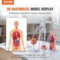 Anatomy Models Bundle Set 4pc Brain Torso Heart Skeleton 3D Study