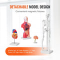 Anatomy Models Bundle Set 4pc Brain Torso Heart Skeleton 3D Study