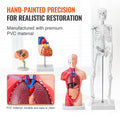 Anatomy Models Bundle Set 4pc Brain Torso Heart Skeleton 3D Study