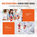 Anatomy Models Bundle Set 4pc Brain Torso Heart Skeleton 3D Study