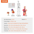 Anatomy Models Bundle Set 4pc Brain Torso Heart Skeleton 3D Study