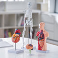Anatomy Models Bundle Set 4pc Brain Torso Heart Skeleton 3D Study