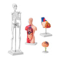 Anatomy Models Bundle Set 4pc Brain Torso Heart Skeleton 3D Study