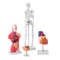 Anatomy Models Bundle Set 4pc Brain Torso Heart Skeleton 3D Study