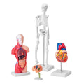 Anatomy Models Bundle Set 4pc Brain Torso Heart Skeleton 3D Study