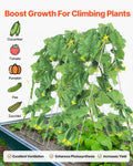 Cucumber Trellis 35