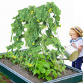 Cucumber Trellis 35
