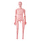 Nursing Training Manikin Male Life Size Anatomical Mannequin PVC