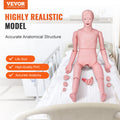 Nursing Training Manikin Male Life Size Anatomical Mannequin PVC