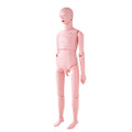 Nursing Training Manikin Male Life Size Anatomical Mannequin PVC