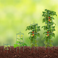 Tomato Cage 1230mm Plant Support Trellis Stackable 6 Pack Garden