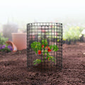 6 Pack Plant Protector Cage 320mm Chicken Wire Garden Mesh