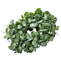 Artificial Eucalyptus Wreath 66cm Green Leaves Year Round
