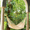 Cotton Mexican Hammock Queen Natural